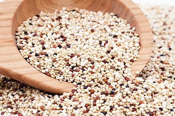 Quinoa (merlík čilský)